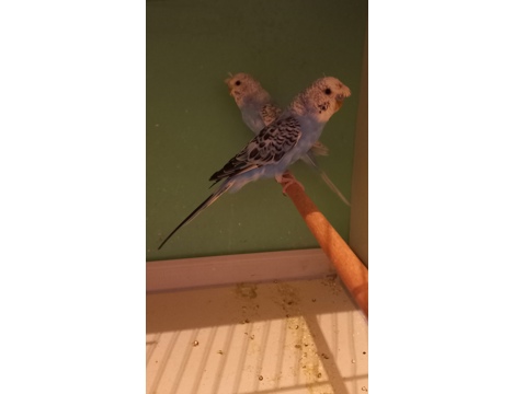 Evcil Hayvan, Muhabbet Kuşu, Erkek, Beyaz Mavi, Jumbo Yavru Albino Yavru, Yeni Yeme Düşen Jumbo Albino Çek Yavrular