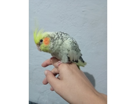 Evcil Hayvan, Diğer Evcil Hayvanlar, Erkek, Pearl, Full Evcil Yavru Sultan Papağanı