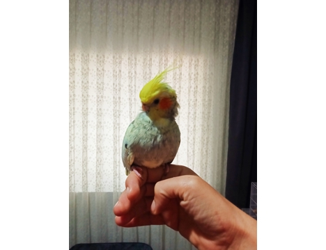 Evcil Hayvan, Diğer Evcil Hayvanlar, Erkek, Pearl, Full Evcil Yavru Sultan Papağanı