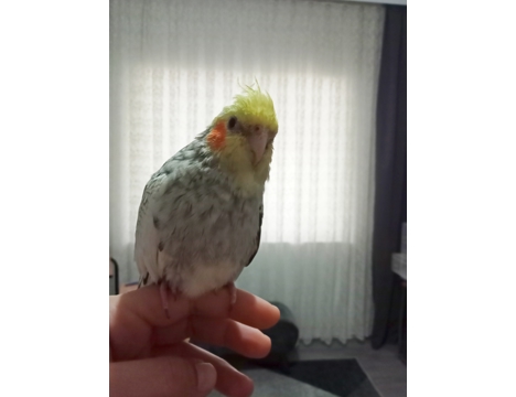 Evcil Hayvan, Diğer Evcil Hayvanlar, Erkek, Pearl, Full Evcil Yavru Sultan Papağanı