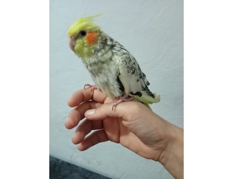 Evcil Hayvan, Diğer Evcil Hayvanlar, Erkek, Pearl, Full Evcil Yavru Sultan Papağanı