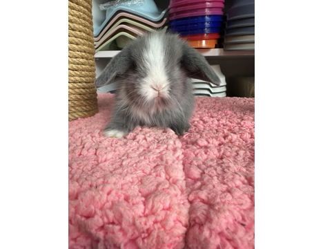 Evcil Hayvan, Tavşan, Erkek, Her Renk Mevcut, Hollanda ve Teddy Lop, Safkan Hollanda Lop Bebekler