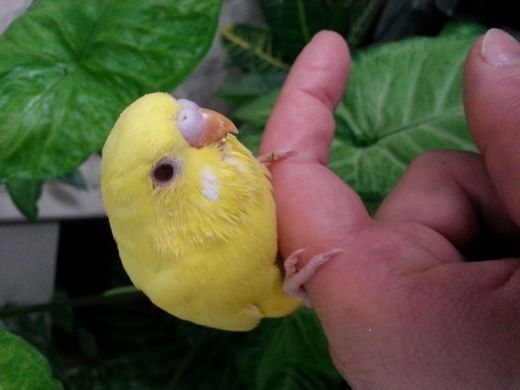 Erkek Karışık Albino Japones muhabbet, Erkek, Karışık