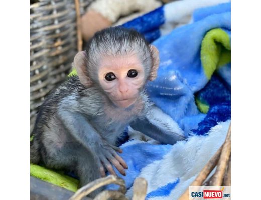 Erkek Siyah ve kahverengi Maymun Satılık kapuçin maymunu, Erkek, Siyah ve kahverengi