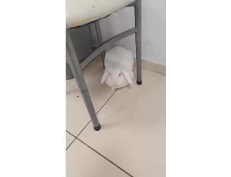 Evcil Hayvan, Tavşan, Erkek, Beyaz, Hollanda Lop, Acil