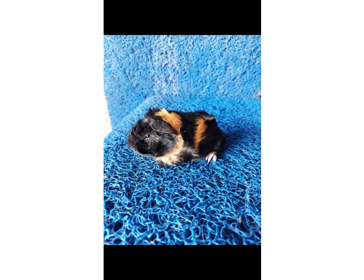 Erkek Siyah kahve Peruvian Erkek safkan peruvian Guinea pig yavru, Siyah kahve