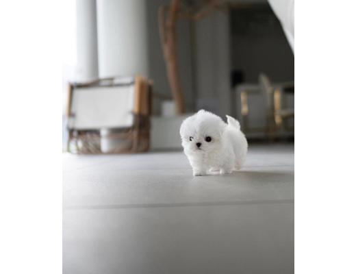 Erkek White Maltese Evcil Hayvan : Maltese puppies