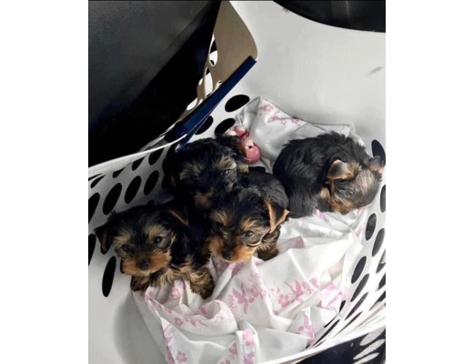 Dişi Brown and black Yorkies Yorkies puppies available for adoption, Dişi, Brown and black