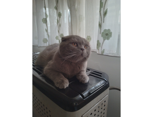 Erkek gri scottish fold  safkan scottish fold , Erkek, gri