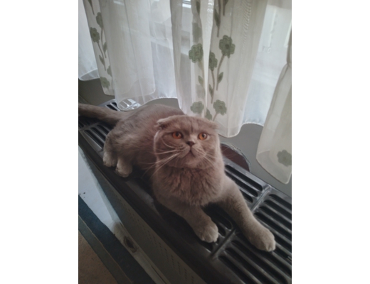 Erkek gri scottish fold  Evcil Hayvan : safkan scottish fold 