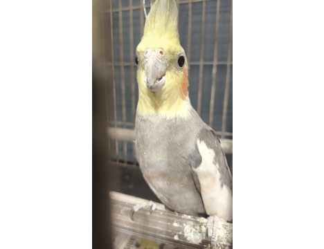 Evcil Hayvan, Gri, Konuşan Sultan Papağanı, Erkek 1 Yaşında
