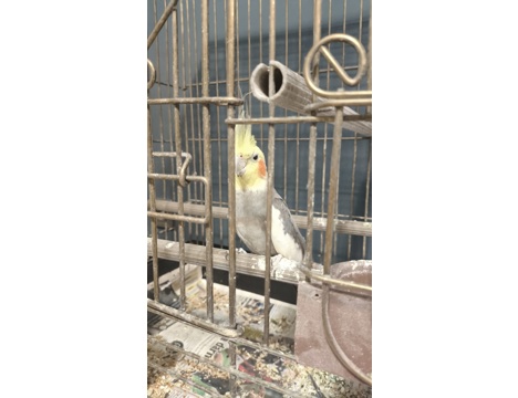 Evcil Hayvan, Gri, Konuşan Sultan Papağanı, Erkek 1 Yaşında