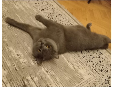 Evcil Hayvan, Dişi, Gri, British, Uysal Cins Kedi