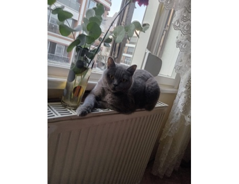 Evcil Hayvan, Dişi, Gri, British, Uysal Cins Kedi