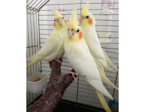 Evcil Hayvan, Erkek, Sarı Beyaz, Yavru Sultan Papaganı Antalya , 2025 Jumbo İri Boy 35 Günlük Yavru Lutino Papağan