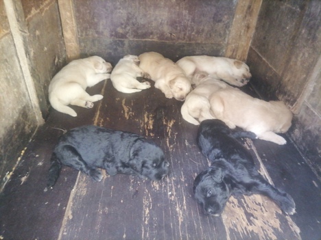 Evcil Hayvan, Köpek, Erkek, Beyaz Süt Kahve.Siyah, 4 Erkek 4 Dışı Var , Karakterli Labradoodle Yavruları
