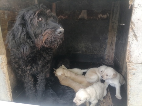 Evcil Hayvan, Köpek, Erkek, Beyaz Süt Kahve.Siyah, 4 Erkek 4 Dışı Var , Karakterli Labradoodle Yavruları