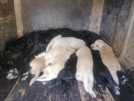 Evcil Hayvan, Köpek, Erkek, Beyaz Süt Kahve.Siyah, 4 Erkek 4 Dışı Var , Karakterli Labradoodle Yavruları