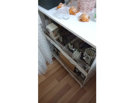 Evcil Hayvan, Erkek, Sarı , Kafesiyle Takım Kanarya