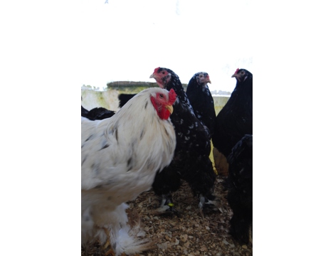 Evcil Hayvan, Tavuk, Horoz, Erkek, Siyah Beyaz Benekli, Black Modled Brahma Kuluçkalık Yumurta