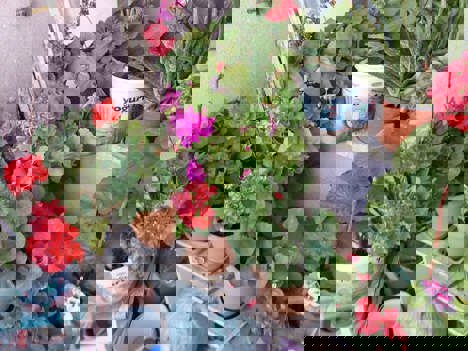 Ev, Bahçe Eşyaları, Bitki, Çiçek, Sardunya ve Kılıç Çiçekleri