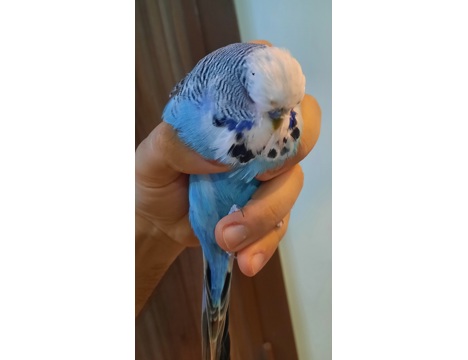 Evcil Hayvan, Muhabbet Kuşu, Mavi, Show Muhabbet, Show Jumbo Erkek 2 Yaşında
