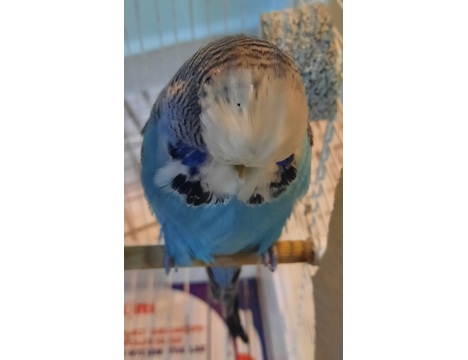 Evcil Hayvan, Muhabbet Kuşu, Mavi, Show Muhabbet, Show Jumbo Erkek 2 Yaşında