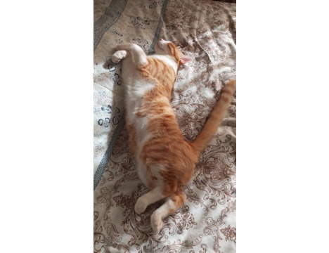 Evcil Hayvan, Kedi, Dişi, Calico ve Sarman, Tekir Calico ve Sarman , Sarman Calico Anne ve Oğlu