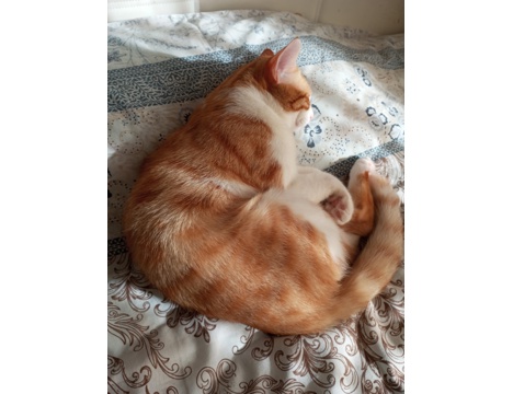 Evcil Hayvan, Kedi, Dişi, Calico ve Sarman, Tekir Calico ve Sarman , Sarman Calico Anne ve Oğlu