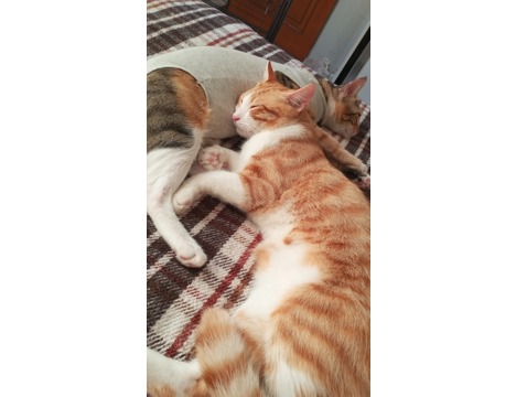 Evcil Hayvan, Kedi, Dişi, Calico ve Sarman, Tekir Calico ve Sarman , Sarman Calico Anne ve Oğlu