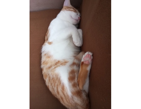 Evcil Hayvan, Kedi, Dişi, Calico ve Sarman, Tekir Calico ve Sarman , Sarman Calico Anne ve Oğlu