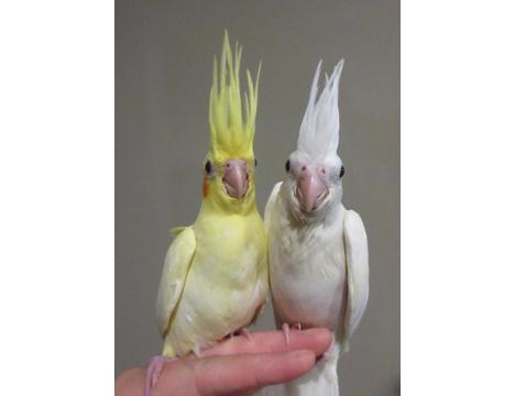 Evcil Hayvan, Papağan, Beyaz Albino, Antalya Sultan Papaganı, 2026 40 Günlük A Kalite Albino Bayb Bebek Erkek