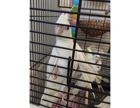 Evcil Hayvan, Papağan, Beyaz Albino, Antalya Sultan Papaganı, 2026 40 Günlük A Kalite Albino Bayb Bebek Erkek