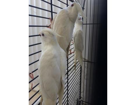 Evcil Hayvan, Papağan, Beyaz Albino, Antalya Sultan Papaganı, 2026 40 Günlük A Kalite Albino Bayb Bebek Erkek