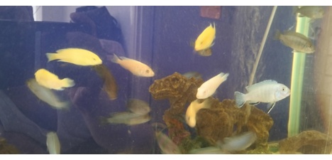Evcil Hayvan, Balıklar, Ciclidler, Sarı Prenses / Mavi Prenses / Albino, Karışık, Sarı Prenses Mavi Prenses Albino Cichlid Ba