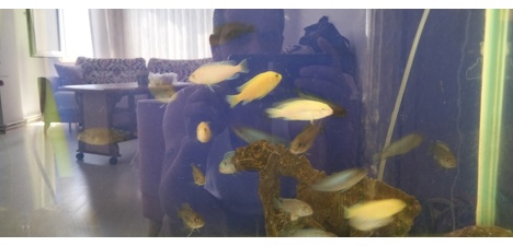 Evcil Hayvan, Balıklar, Ciclidler, Sarı Prenses / Mavi Prenses / Albino, Karışık, Sarı Prenses Mavi Prenses Albino Cichlid Ba