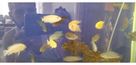 Evcil Hayvan, Balıklar, Ciclidler, Sarı Prenses / Mavi Prenses / Albino, Karışık, Sarı Prenses Mavi Prenses Albino Cichlid Ba