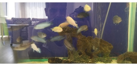Evcil Hayvan, Balıklar, Ciclidler, Sarı Prenses / Mavi Prenses / Albino, Karışık, Sarı Prenses Mavi Prenses Albino Cichlid Ba