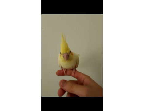 Evcil Hayvan, Erkek, Beyaz, Kırmızı Göz Lutino Papağan Yavru Evcil İstanbul Pendik