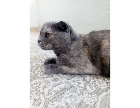 Evcil Hayvan, Scottish Fold Dişi Gri Kedi Ücretsiz Sahiplendirme Malatya