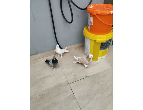 Evcil Hayvan, Dişi, Mavi Beyaz Şekeri, Taklacı ve Oyunlu Güvercin, Taklacı Oyunlu Güvercin Eski Soy Kuşlar İstanbul Pendik