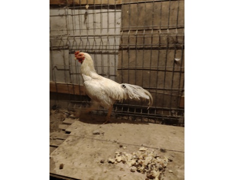 Evcil Hayvan, Diğer Evcil Hayvanlar, Erkek, Alacalı, Beyaz, Hint Horozları, Sultan Horozla, Hint ve Sultan Horozları 8 Aylık 