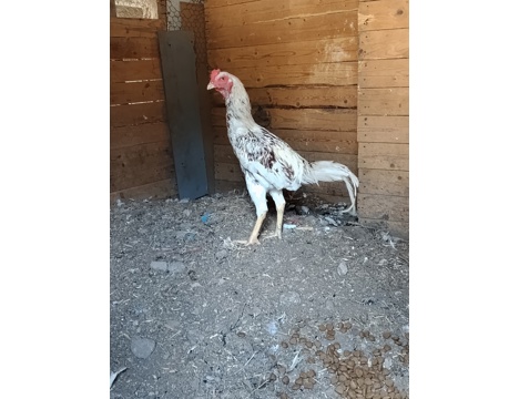 Evcil Hayvan, Diğer Evcil Hayvanlar, Erkek, Alacalı, Beyaz, Hint Horozları, Sultan Horozla, Hint ve Sultan Horozları 8 Aylık 