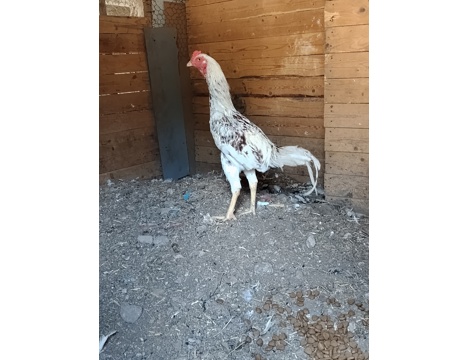 Evcil Hayvan, Diğer Evcil Hayvanlar, Erkek, Alacalı, Beyaz, Hint Horozları, Sultan Horozla, Hint ve Sultan Horozları 8 Aylık 