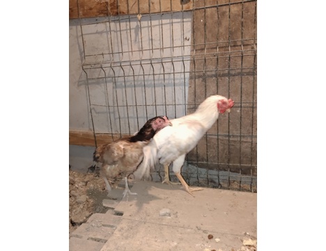 Evcil Hayvan, Diğer Evcil Hayvanlar, Erkek, Alacalı, Beyaz, Hint Horozları, Sultan Horozla, Hint ve Sultan Horozları 8 Aylık 