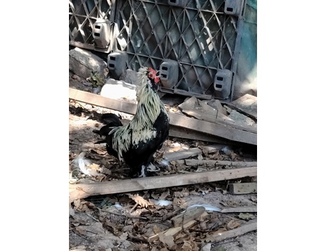 Evcil Hayvan, Diğer Evcil Hayvanlar, Erkek, Alacalı, Beyaz, Hint Horozları, Sultan Horozla, Hint ve Sultan Horozları 8 Aylık 
