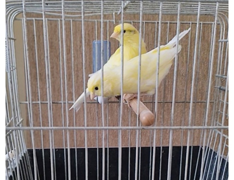 Evcil Hayvan, Kanarya, Erkek, Kaliteli Kan Hattına Sahip Harz Roller Sarı Çift!