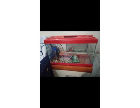 Evcil Hayvan, Resimde , Akvaryum Kullandığım Ürün