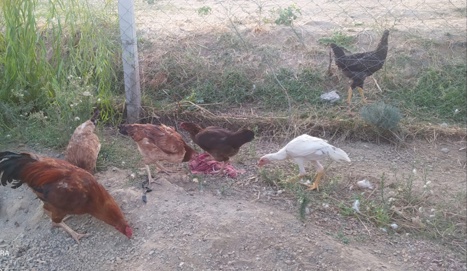 Evcil Hayvan, Diğer Ahır Hayvanları, Dişi, Kahverengi, Anaç Yumurtlayan Tavuk 1.000 Tl Kahramanmaraş
