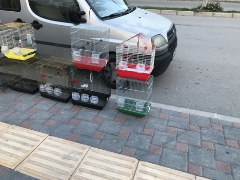 Evcil Hayvan, Muhabbet Kuşu, Erkek, Sıfır İkinci El Kuş Kafesleri